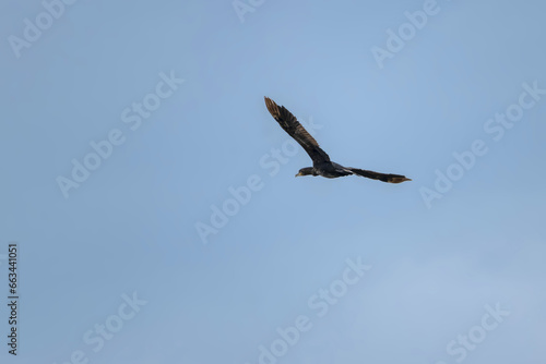 Great cormorant  Phalacrocorax carbo  in flight