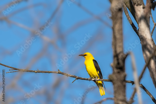 Eurasian Golden Oriole (Oriolus oriolus) on tree branch