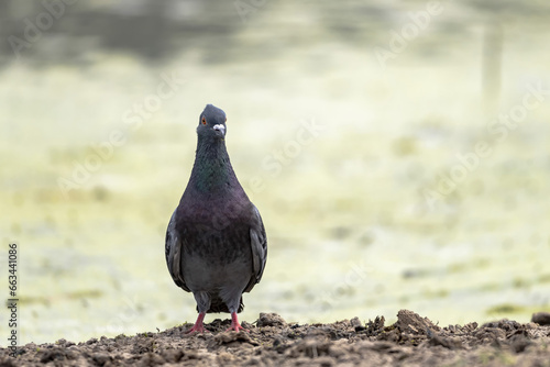 А wild pigeon (Columba livia domestica) perched on the shore of a pond