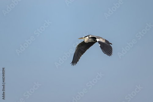 A flying Grey heron (ardea cinerea) with open wings