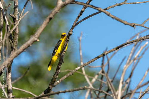 Eurasian Golden Oriole (Oriolus oriolus) on tree branch
