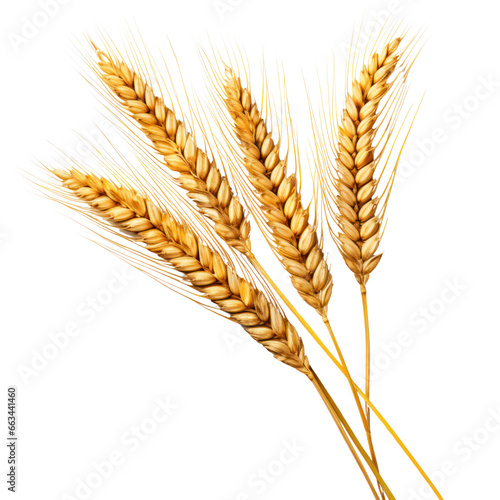 Wheat ears isolated on white transparent background, PNG