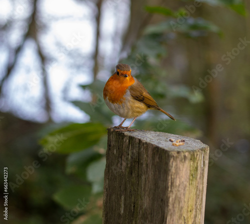 Robin red breast on a post
