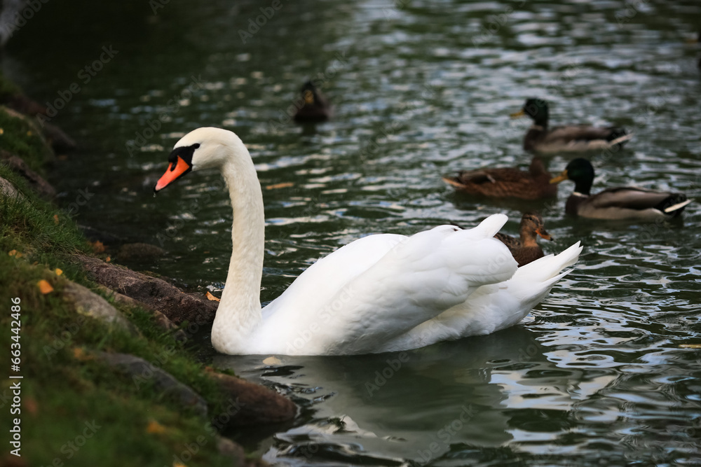 Fototapeta premium Swan in the autumn