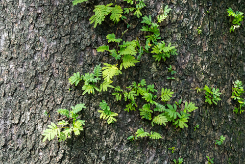 Ferns on a Tree Bark photo