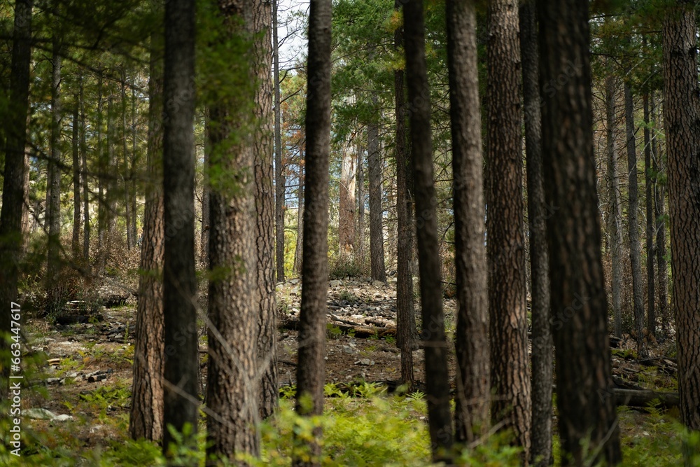 Obraz premium a forest with tall green trees on a sunny day