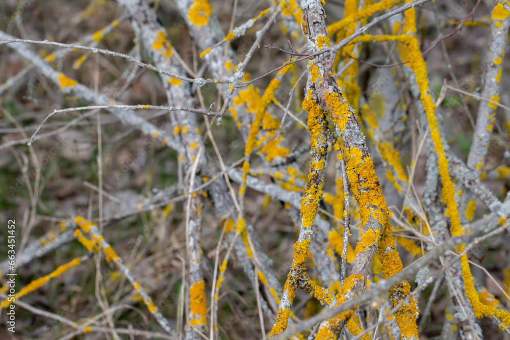 Bare tree branches covered with yellow lichen Xanatorium wall Bare tree branches covered with yellow lichen Xanatorium wall