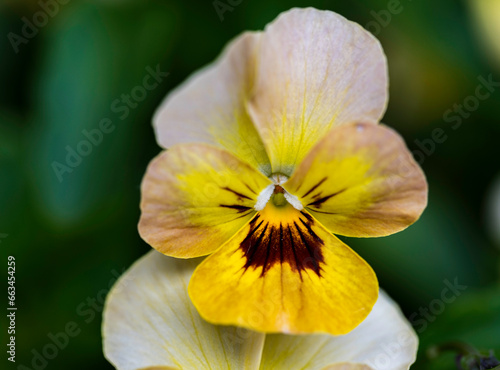 Detail of yellow Viola flower