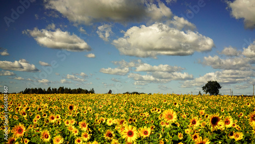 field of sunflowers, landscape