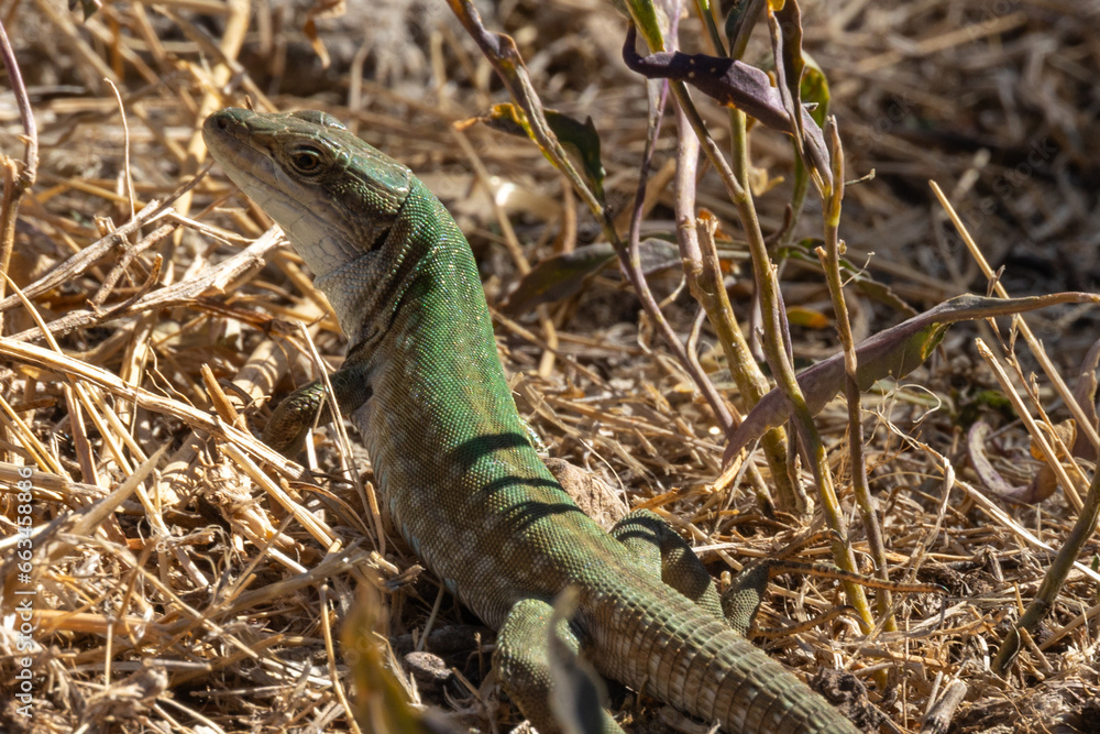 Fototapeta premium Grüne Eidechse im trockenen Gras in der Sonne