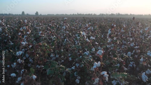 bushes of ripened cotton in a cotton field at dawn