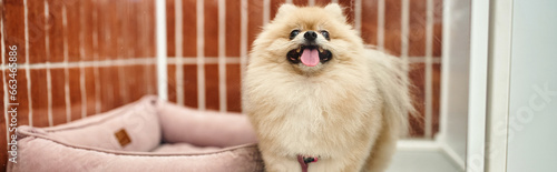 Foto playful pomeranian spitz sticking out tongue in comfortable dog kennel near soft