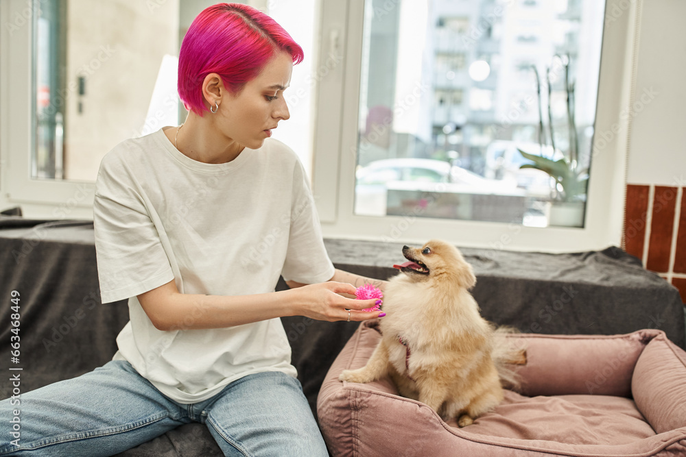 purple-haired dog sitter playing with cute pomeranian spitz sitting on cozy dog bed in pet hotel purple-haired dog sitter playing with cute pomeranian spitz sitting on cozy dog bed in pet hotel
