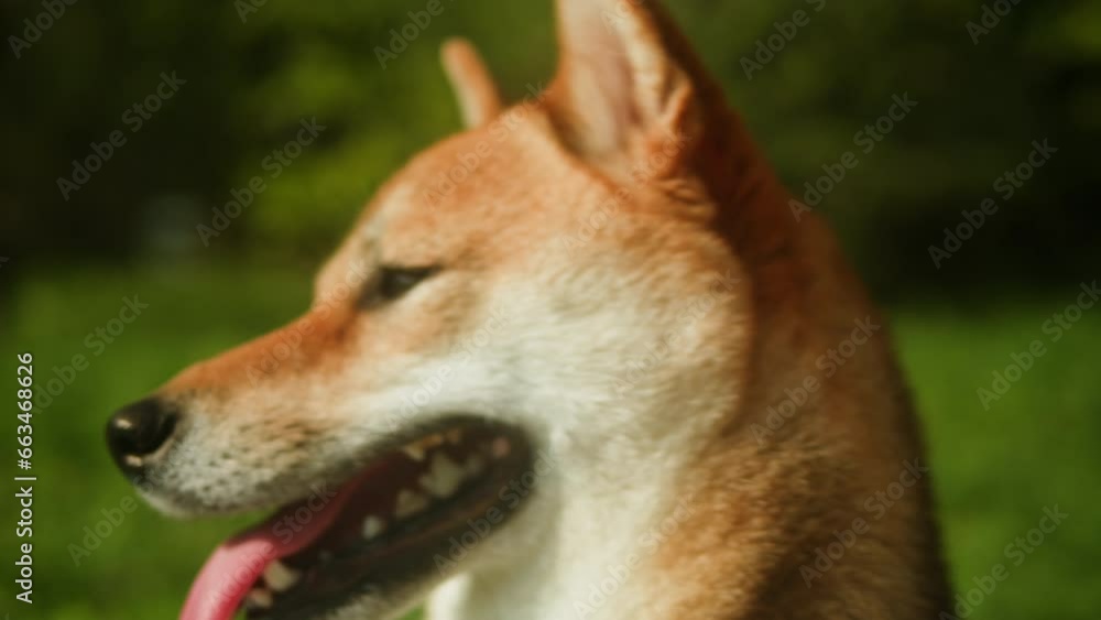 Close-up of shiba inu dog in the park on sunny day. Lovely pet sitting on the grass. Portrait of a japanese dog. Close-up of shiba inu dog in the park on sunny day. Lovely pet sitting on the grass. Portrait of a japanese dog.