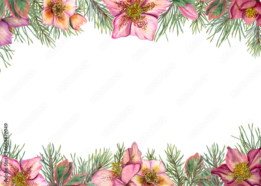 Horizontal winter frame with hellebores and Xmas tree branches. Evergreen plants, pine, spruce, winter flowers. Watercolor illustration isolated on white. For greeting card design. Space for text. - obrazy, fototapety, plakaty 