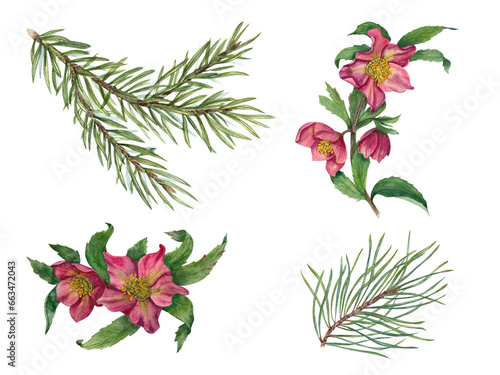 Set of hellebores and evergreen plant branches. Spruce  pine  winter flowers  green leaves. Watercolor illustration for poster  textile design  cover  decorations.