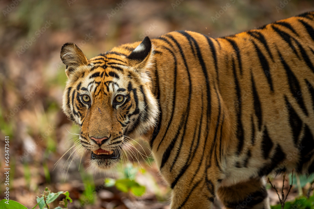 Fototapeta premium wild indian male bengal tiger or panthera tigris fine art closeup or portrait with eye contact in morning safari at bandhavgarh national park forest reserve madhya pradesh india asia