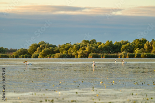 Sunrise with pelicans over the Danube in the Danube Delta Biosphere Reserve, Delta Dunarii near Tulcea, Wallachia, Romania, Donaudelta