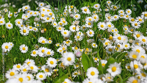 Gänseblümchen, Bellis perennis, in einer Nahaufnahme