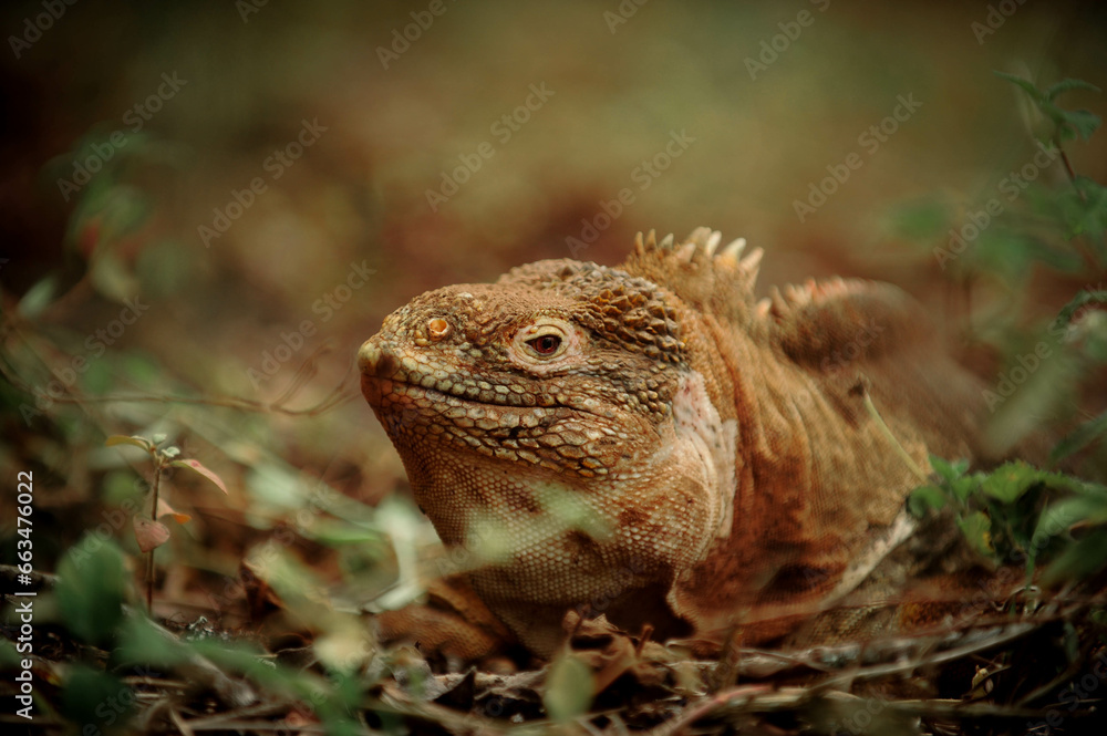 Fototapeta premium Los animales del Volcan Wolf que han sido encontrados en una expedicion ocurrida en el mes de septiembre del 2023, es posible encontrar gran cantidad de paisajes, y se ha retratado la vida silvestre.