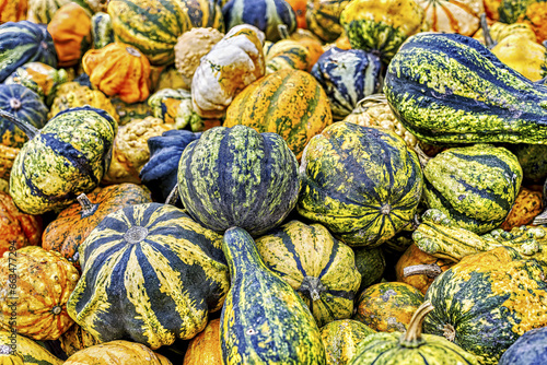 Colorful ornamental pumpkins in autumn, pumpkin as decoration, different ornamental pumpkin varieties, Bavaria, Germany
