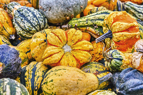 Colorful ornamental pumpkins in autumn, pumpkin as decoration, different ornamental pumpkin varieties, Bavaria, Germany