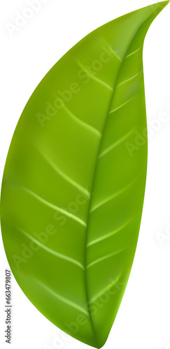 realistic green tea leaves