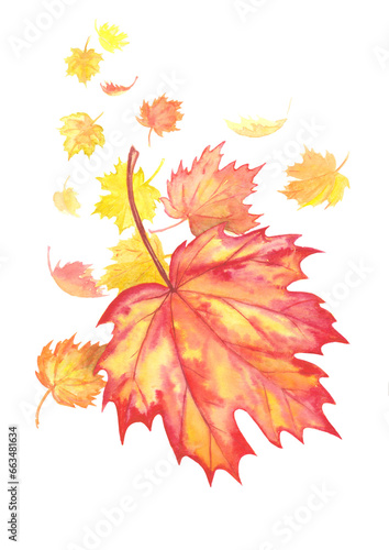Maple leaves fall from trees in autumn. Drawn in watercolor on paper