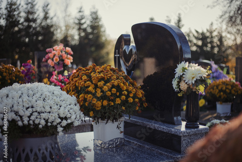 Colorful chrysanthemums decorate the tombstones in the cemetery. Floral decoration on a tomb stone. Autumn scene. Chrysanthemum flowers on the grave during All Saints' Day