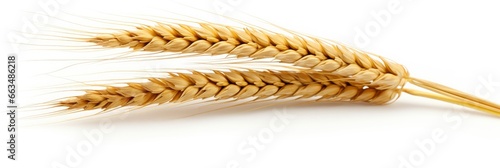  Wheat ears isolated on white background.