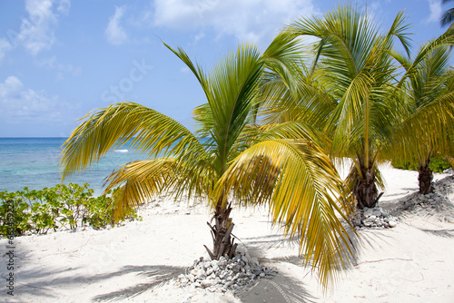 Grand Cayman Island Little Beach Palm Trees photo