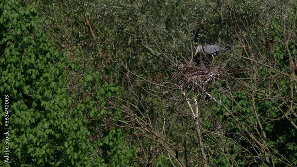 Grey heron at the nest Grey heron at the nest
