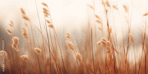 Close-up view of dry brown ears of grass and reed against a blurred grey sky and dark tree branches  creating a moody autumn or winter landscape.