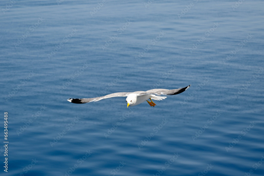 Seagull in flight against the plain background of a blue sea.. No people. Copy space.