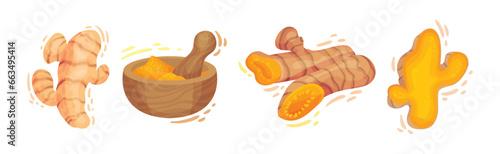 Fresh Turmeric Plant with Orange Root as Culinary Spice Vector Set