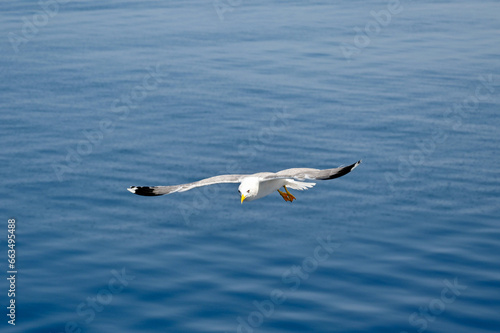 Seagull in flight against the plain background of a blue sea.. No people. Copy space.