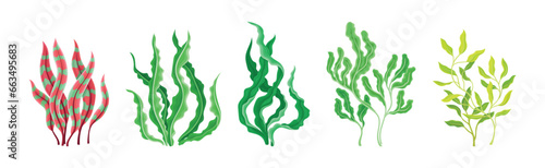 Seaweed and Marine Algae Plant Curve Vector Set