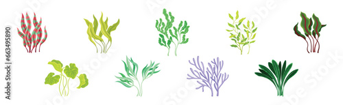 Seaweed and Marine Algae Plant Curve Vector Set