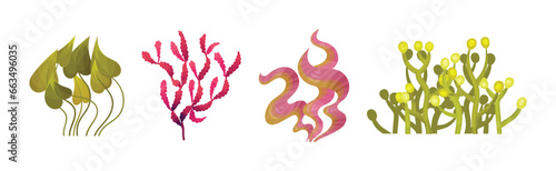 Seaweed and Marine Algae Plant Curve Vector Set