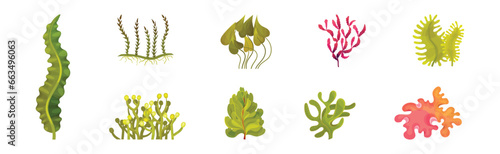 Seaweed and Marine Algae Plant Curve Vector Set