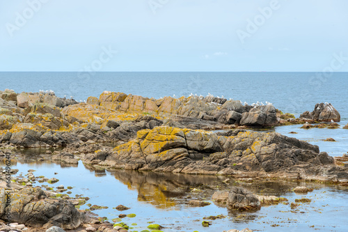 The northern coast of Bornholm, Danmark, with seagulls in front of the shore