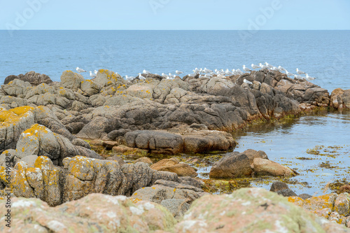The northern coast of Bornholm, Danmark, with seagulls in front of the shore