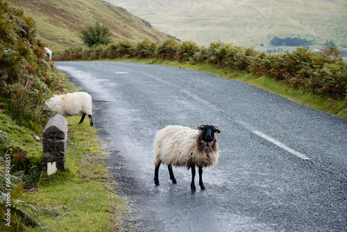 Εκτύπωση καμβά Blackface Irish Mountain Sheep, next to a road.