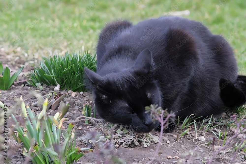 Fototapeta premium Black cat