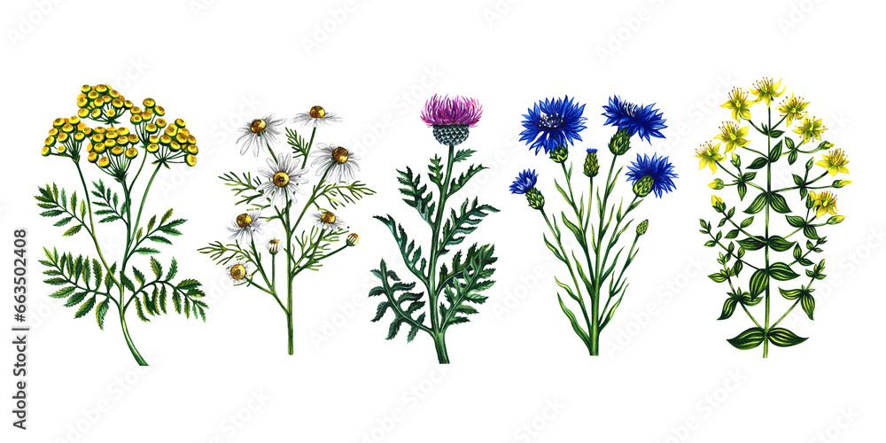 Field medicinal flowers. Chamomile, cornflower and tansy, leucea and St. John's wort. Watercolor illustration, hand-drawn. For packaging, labels and textiles. For banners, flyers and postcards. - obrazy, fototapety, plakaty 