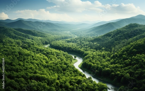 Spectacular Forest Landscape