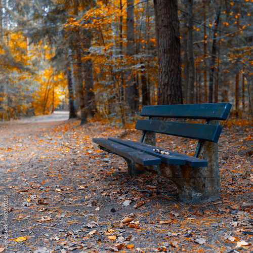 autumn leaf park colors bench