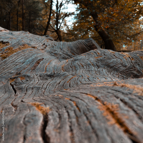 tree structure autumn park nature background