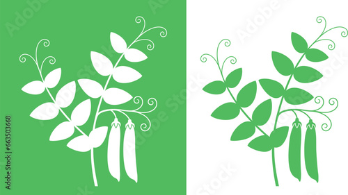 Pea plant. Isolated pea on white background