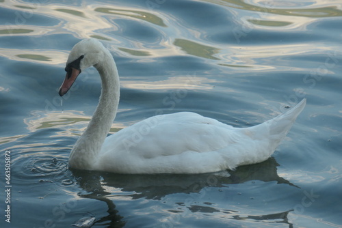 Fototapeta Naklejka Na Ścianę i Meble -  Swan swims in the water, seen from the side.